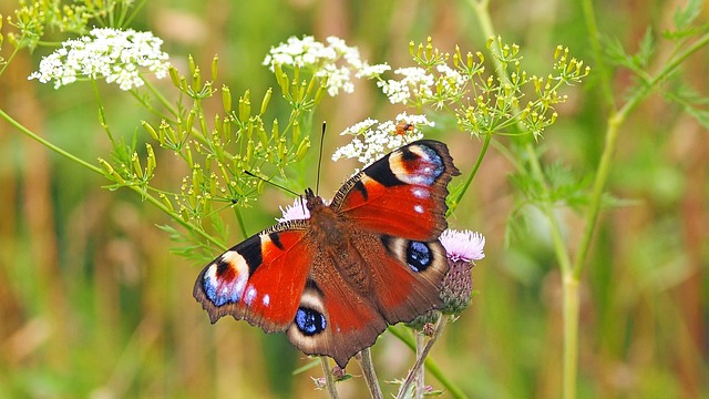butterfly-on-a-flower