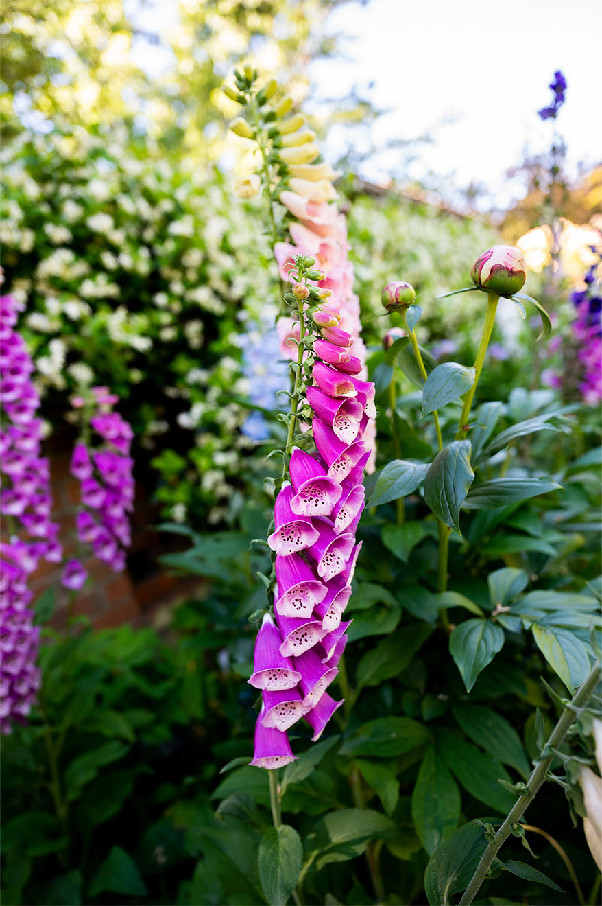 Purple Flowers