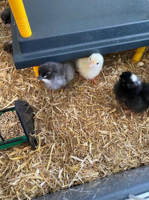 chicks