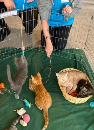 kittens